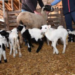 Besici gördüğü manzarayla bayram etmişti: 9 doğuran koyuna ziyaret