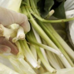 Ağzına alır almaz fenalaştı: Pazı diyerek aldığı ot zehirli çıktı 