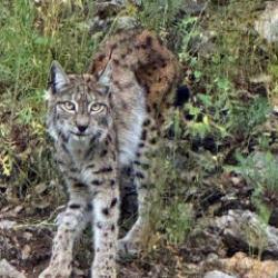 Erzincan'da görüntülendi: Avlamanın cezası 870 bin TL