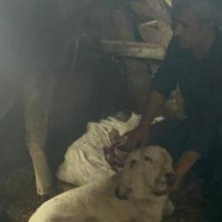 Erzurum'da çift başlı buzağı dünyaya geldi