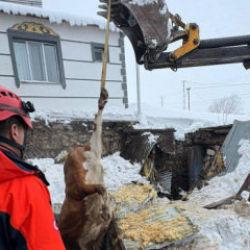 Kars'ta 2 ahır çöktü, 4 büyükbaş hayvan telef oldu
