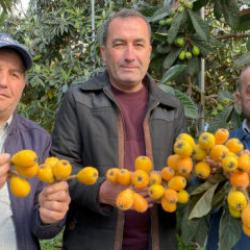 Sarı altın erken geldi! Yılın ilk yenidünya hasadı yapıldı: Fiyatı dudak uçuklattı