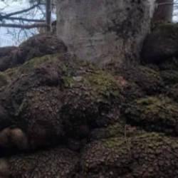 Trabzon'da avcılar tesadüfen buldu! Altın değerinde