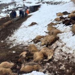 80 koyunu bir anda telef olan besiciden kahreden sözler: 'Yiyen düştü...'