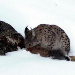 Erzincan'da vaşak avını parçalarken kameraya yansıdı