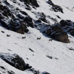 Kamera öyle bir görüntü kaydetti ki! İzleyen tekrar tekrar oynattı