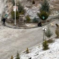 Kastamonu'da dehşet anları: Sokak köpekleri kadın ve çocuklara saldırdı