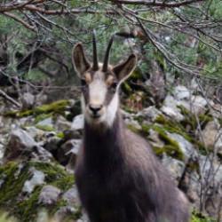 Sadece Gümüşhane'de görülüyor! Bakanlığın paylaştığı video tekrar tekrar oynatıldı 