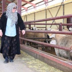 Aldığı devlet desteğiyle 103 koyunu 800 başa çıkarttı 