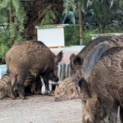 İzmir'de domuz alarmı: Gündüz vakti sokaklarda yiyecek aradılar