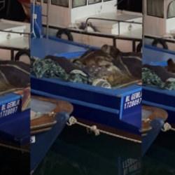 Bursa'da teknesinde buldu: Kendisi bile inanamadı! Öldürmenin cezası 100 bin TL 