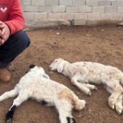 Erzincan'da sır hastalık! Besiciler çaresiz kaldı: İl genelinde kuzu ölümleri yaşanıyor 