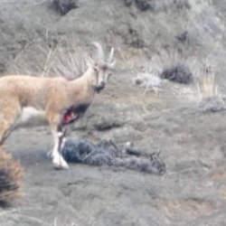 Erzurum'da yaralı halde görüntülendi! Cezayı duyan keçileri kaçırdı