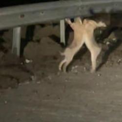 Vatandaş öyle bir görüntü kaydetti ki! İzleyen tekrar tekrar oynattı