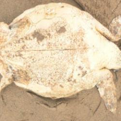 Yer: Antalya! Kıyıya vuran ceset tehlikeye dikkat çekti 