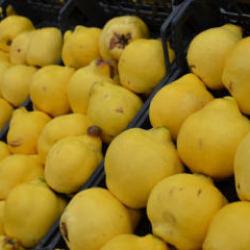 Bilecik'te ayvaya vuran ayaz, cebi yaktı