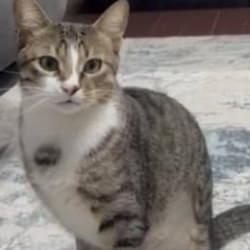 Zonguldak'ta 4 yıldır kusan kediye endoskopi yapıldı! İşte midesinden çıkan...