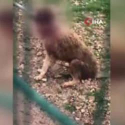 Barınakta iç sızlatan görüntü! Burdur Valiliği soruşturma başlattı 