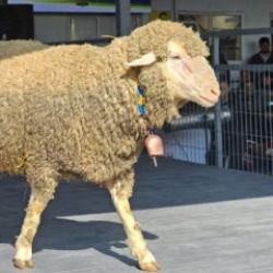 Damızlık koçun fiyatını duyan kulaklarına inanamadı! Sıfır araba daha ucuz 