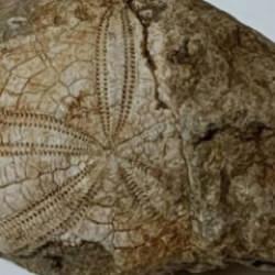 Denizli'de doğa yürüyüşü sırasında buldu! Kaç yıllık olduğu bir sır 