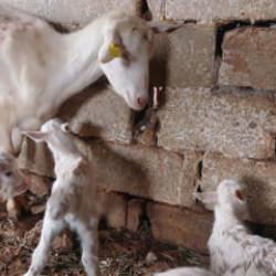 Süt rekortmeni Saanen keçiden besiciyi sevinçten havalara uçuran doğum 