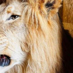 Trabzon Limanı'nda ele geçirildi: Tam 19 tane 