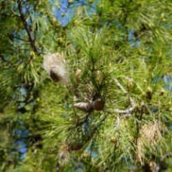 Türkiye'nin yeni baş belası! Sakın dokunmayın: Sessiz tehlikeye karşı uzman isim uyardı
