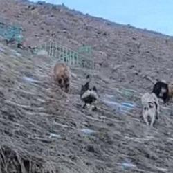 Yer: Hakkari! Çoban köpekleri ayıları kovaladı: İlginç anlar anbean kamerada