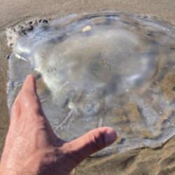 Mersin'de sahile vurdu: Hepsi zehirli! 'Dokunmayın' uyarısı yapıldı 