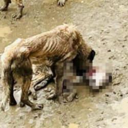 Bilecik'te izleyenin içini sıkıştıran görüntü: Aç kalan köpekler birbirlerini yedi iddiası