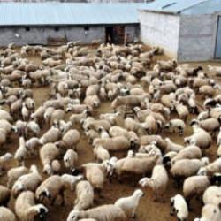 İnternet üzerinden koyun hırsızlığı: 110 hayvanını kaybetti! Besicileri böyle uyardı
