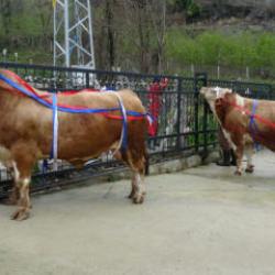 Kurbanlık satışında umre hediyesi! Tonluk 'Paşa' ve 'Poyraz'ı alan yaşadı 