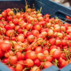 Manisa'da ilk kiraz hasadı yapıldı! Kilogram fiyatı gram altınla eş değer 