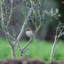 Hatay semalarında sürpriz misafir: Türkistan örümcekkuşu ilk kez görüntülendi