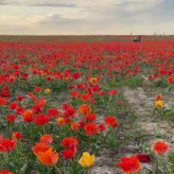 Çiçek açması 15 yıl sürüyor: Bozkır laleleri Kazakistan’ın doğasına renk kattı