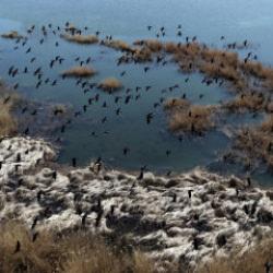 Sivas Hafik’te yağışlarla oluşan sulak alanlar göçmen kuşların yeni durağı oldu