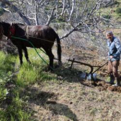 Aydın'da gençler şehirde, üretim dedede! Köyün 'delikanlısı' 50 yaşında 
