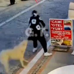 Başıboş köpek dehşeti: Elinden ve kalçasından ısırıldı