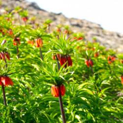Görmek için 2 saat yürünen çiçek: Muş’ta ters laleler ilgi çekti