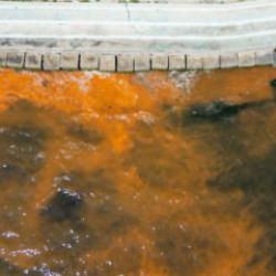 Tekirdağ'da denizin rengi değişti! Uzmanlardan açıklama geldi