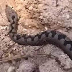 Bolu'da görüntülendi! Türkiye'nin en zehirli türlerinden biri