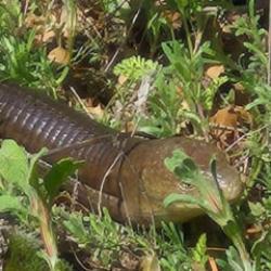 Denizli'de 'demir yılan' ortaya çıktı