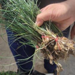 Çeyrek altını solladı! Kilogram fiyatı 15 bin TL