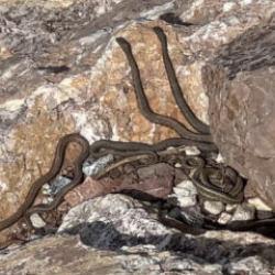 Gören gözlerine inanamıyor! Adeta yılan adası 