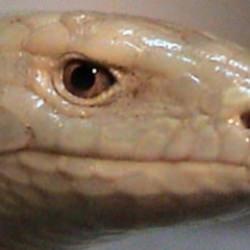 Yılan sanılıp öldürülüyor: Tarımın gizli dostu!