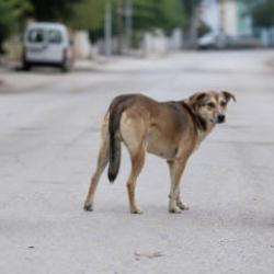 Başıboş köpek krizi! Mevcut politikalar yeterli mi?