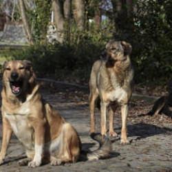 İstanbul Valisi Gül'den sahipsiz köpek talimatı: Yüzde 46'sı toplandı! Belediyelere uyarı