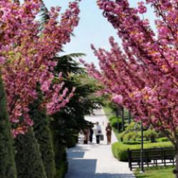Sakuralar için Japonya’ya gitmenize gerek yok; Konya’da Sakura mevsimi başladı