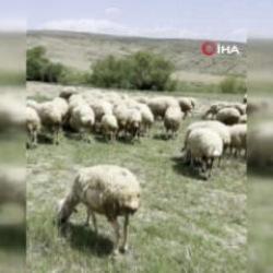 Ankara'da koyun sürüsüne yılan saldırdı! O anlar kamerada 