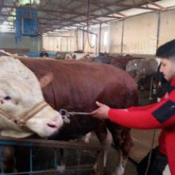Hatay'da 1 tonluk kurbanlık boğa satışa çıkarıldı! İşte dudak uçuklatan fiyatı 